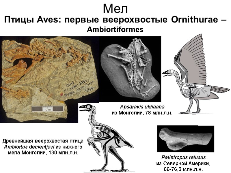 Мел Птицы Aves: первые веерохвостые Ornithurae – Ambiortiformes Palintropus retusus из Северной Америки, 